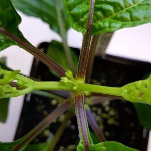 Red Savina