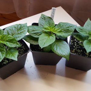 Trinidad Scorpion Gelb, Bhut Jolokia, Habanada