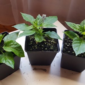 7 Pod Douglah, Aribibi Gusano, Trinidad Parfume