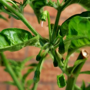 Limon mit Fruchtansatz