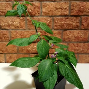 Rocoto De Seda