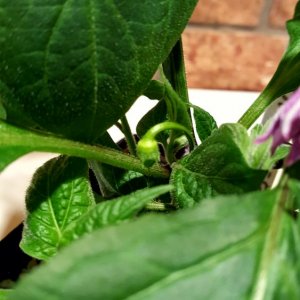 Rocoto De Seda