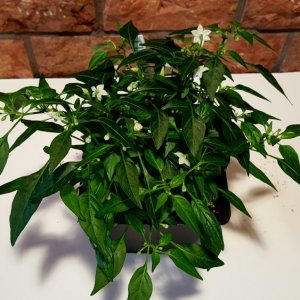 Thaiviolett 4.