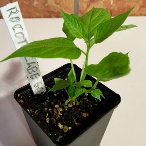 Rocoto Cabe Gondol Projekt