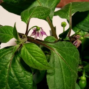 Rocoto De Seda