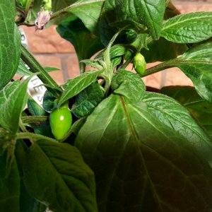 Rocoto De Seda