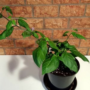 Rocoto De Seda