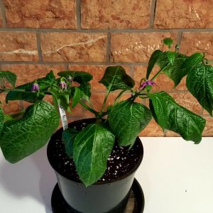 Rocoto Gelbe Riesen