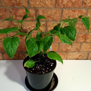 Rocoto Cabe Gondol