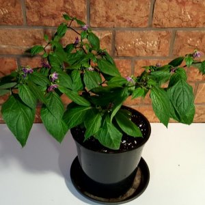 Rocoto Manzano Rojo Steckling