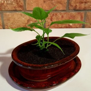 Rocoto Cabe Gondol