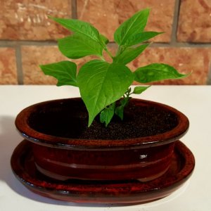Rocoto Cabe Gondol
