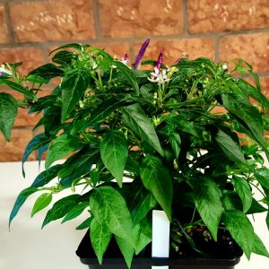 Thaiviolett 6.