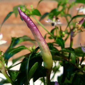 Thaiviolett 6.