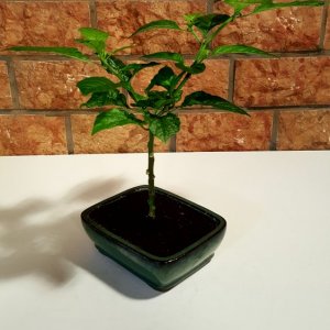 Trinidad Scorpion Gelb