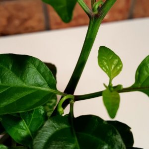 Trinidad Scorpion Gelb