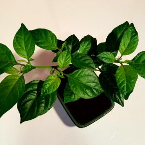 Trinidad Scorpion Gelb