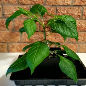 Habanero Hot Lemon