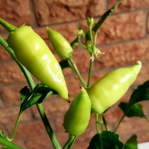 Überraschungs Baccatum von Andi