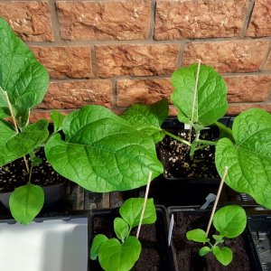Aubergine Casper