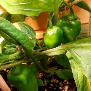 Rocoto De Seda