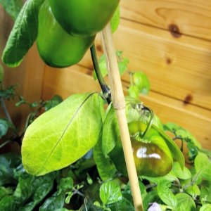 Rocoto Manzano Rojo überwinterer