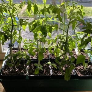 Tomaten und zwei Anaheim