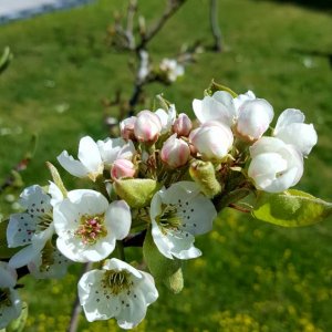 Birne