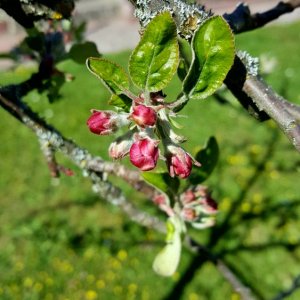 Apfel