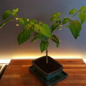 Trinidad Scorpion Gelb