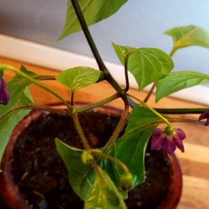 Rocoto Cabe Gondol