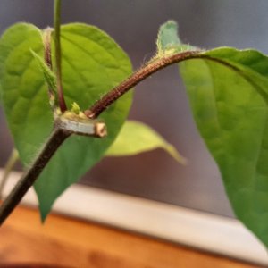 Rocoto Cabe Gondol