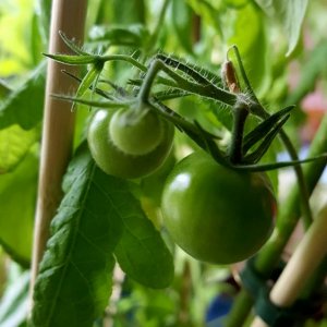 Mexikanische Honigtomate