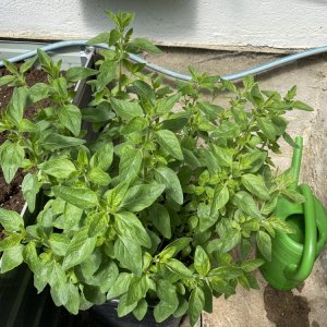 Oregano