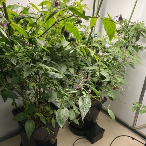 Chilihaus, Rocoto Cabe Gondol