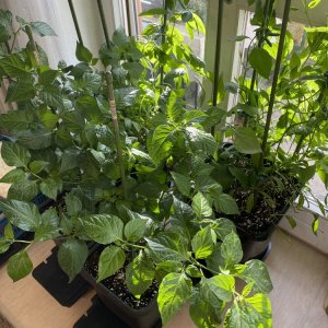 Cabe Gondol, Fatalii