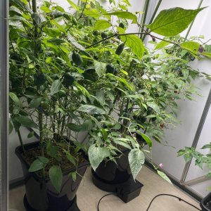 Rocoto Cabe Gondol