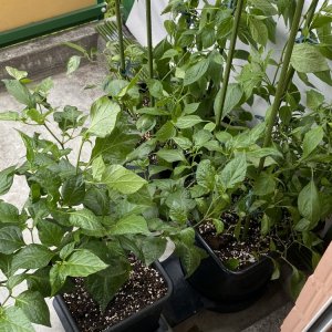 Balkon, Fatalii und Cabe Gondol
