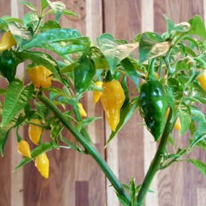 Limon