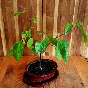 Rocoto Cabe Gondol