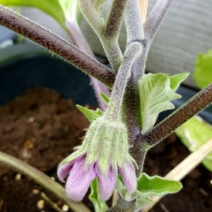 Aubergine Black Beauty
