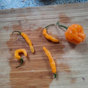 Aribibi und Bahamian Goat Pepper