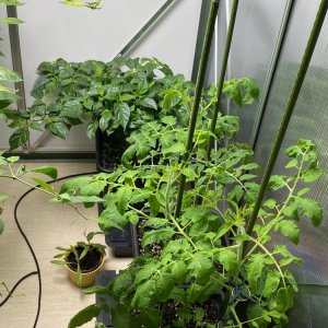 Chilihaus, Tomaten und Golden Limon F8
