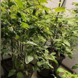 Chilihaus, Rocoto Cabe Gondol
