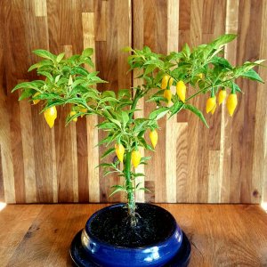 Limon
