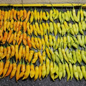 Aji Golden
