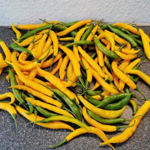 Aji Guyana