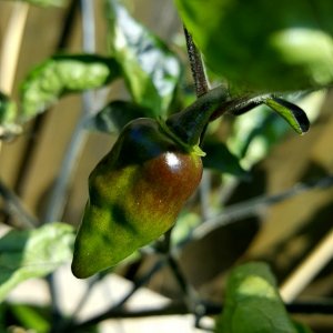 Limon x PDN F3 grün beim abreifen