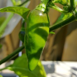 Limon x PDN F3 Orange unreif