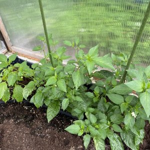 Jalapeno Brown